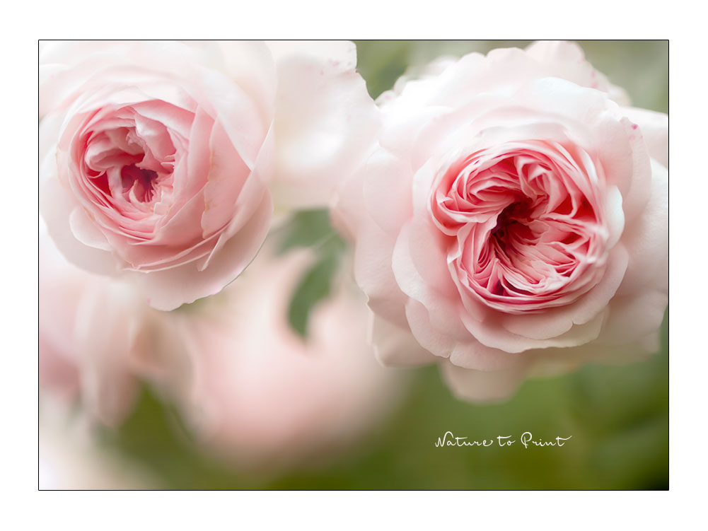 Zwei romantische Rosen für Save the Date-Karten
