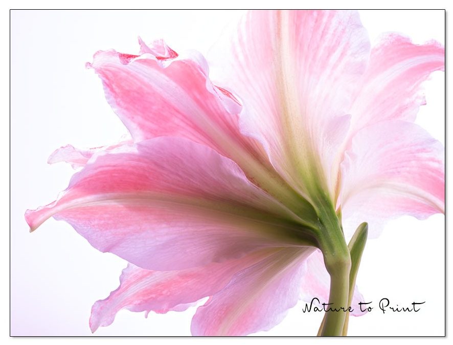 Rosa Ritterstern / Amaryllis, die hintere Perspektive kann auch entzücken Rosa Ritterstern / Amaryllis, die hintere Perspektive kann auch entzücken