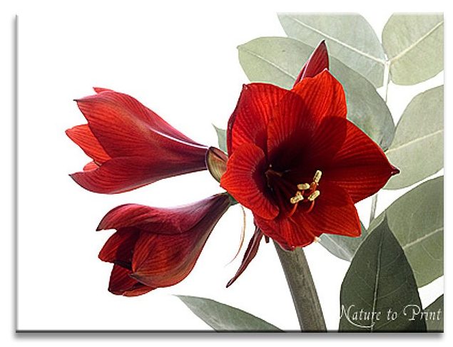 Roter Ritterstern schmückt sich mit fremden Blättern Roter Ritterstern schmückt sich mit fremden Blättern