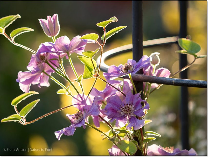 Einige Clematis blühen im Juni, andere später oder zweimal im Jahr