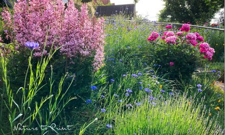 Der Blumengarten im Juni. Was ist jetzt zu tun?