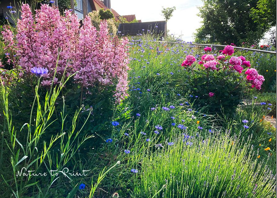 Der Blumengarten im Juni. Was ist jetzt zu tun?