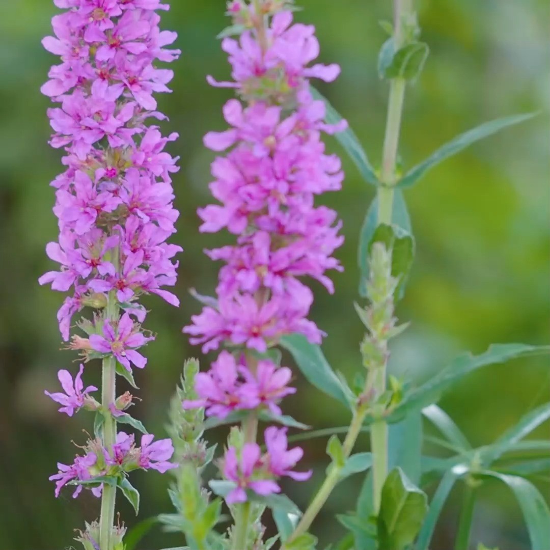 Garten einfach gestalten nach dem 5PflanzenPrinzip.