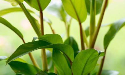 Zimmerpflanzen entstauben im Regen