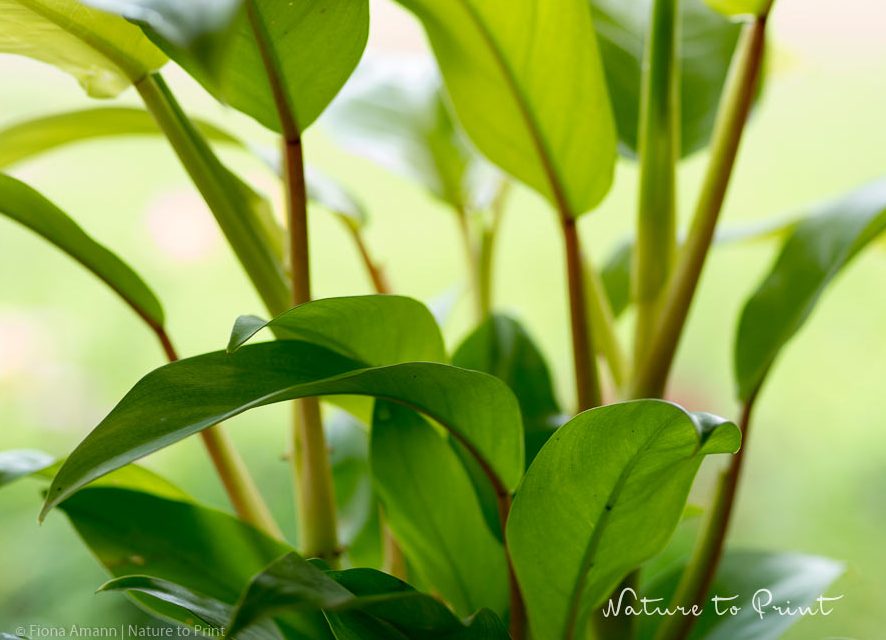 Zimmerpflanzen entstauben im Regen
