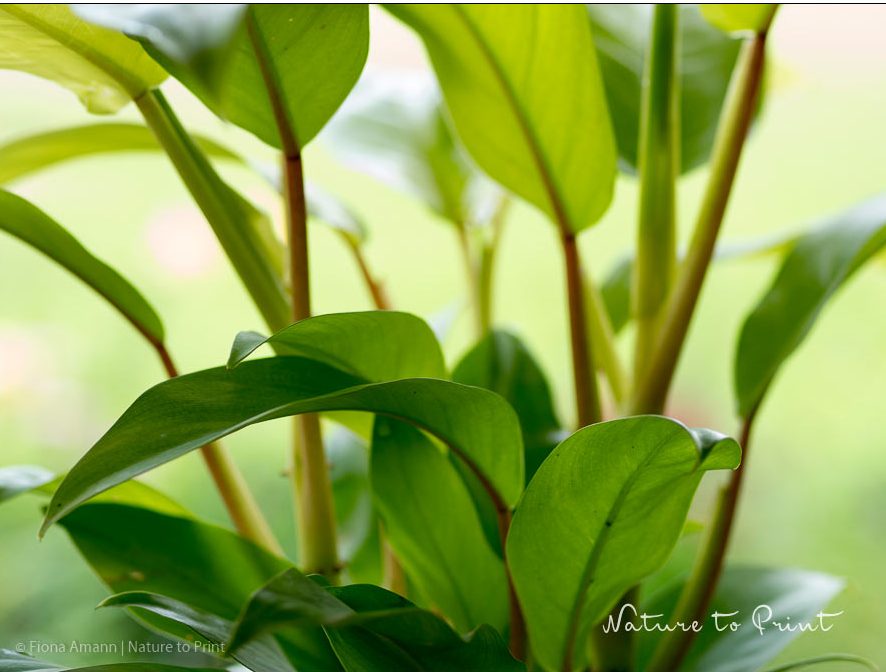 Zimmerpflanzen entstauben, mal anders. Philadendron Malay Gold