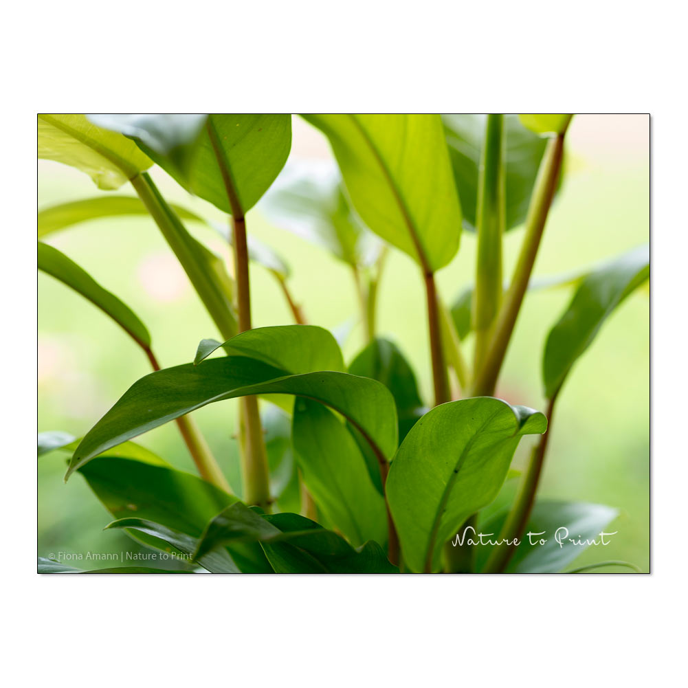 Zimmerpflanzen entstauben, mal anders. Philadendron Malay Gold