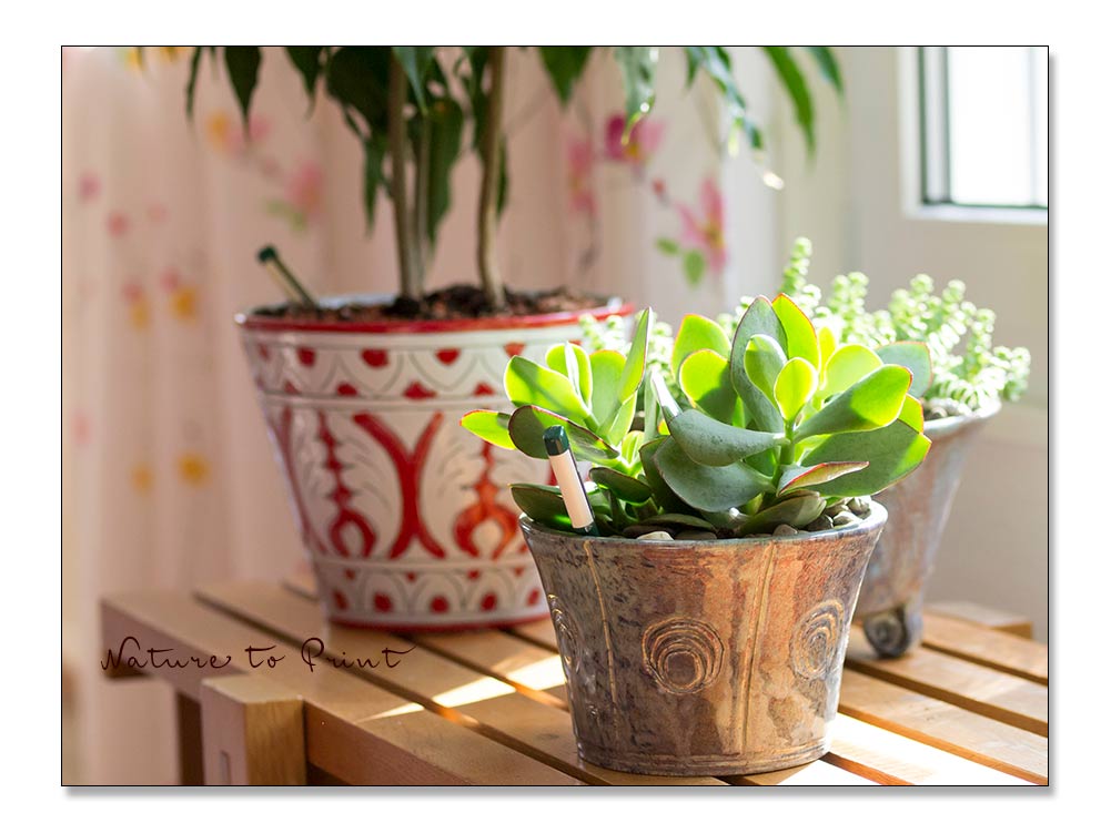 Vorne Crassula arborescens, hinten rechts Crassula rupestris Hottentot Dickblatt_Crassula-arborescens