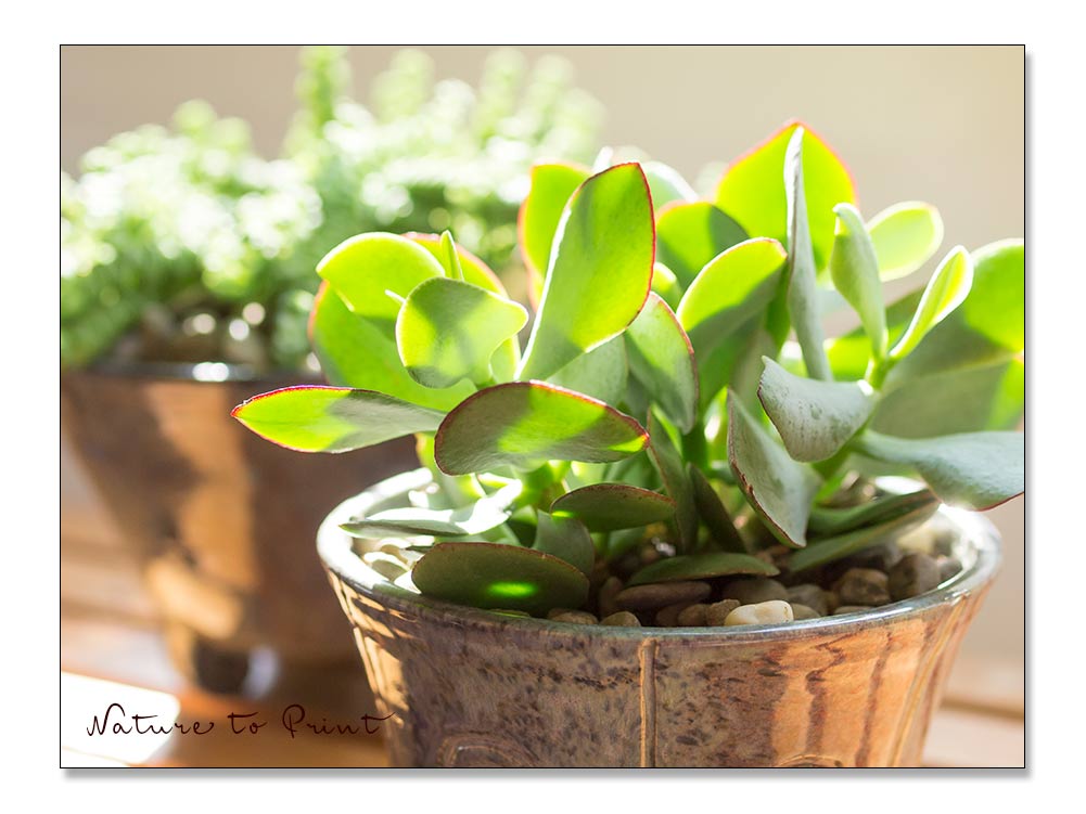 Felsen-Dickblatt Hottentot, bizarre Sukkulente für die Sonne freigestellt, Leben mit Blumen, Schöner wohnen, Weiße Blüten, Zimmerpflanzen Dickblatt, Crassula