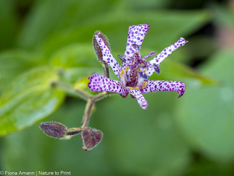 Was blüht im November, wie und warum? Bienenfreundliche Pflanzen, Blumengarten, Gartentipps, Rosen, Sommerblumen Tricyrtis formosana, blühende Krötenllie mit Knospen