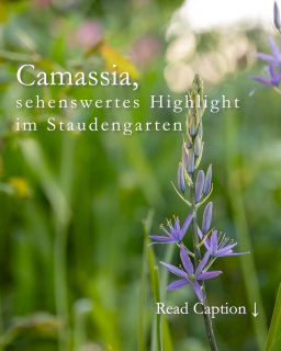 Camassia, botanisch Camassia leichtinii, auch Prärie-Lilie oder Präriekerze stammt ursprünglich aus dem Wilden Westen Nordamerikas und stand bei indigenen Ureinwohnern mit auf dem Speiseplan. Das gilt jedoch nur für die Sorte C. quamash. Gartenfreude pflanzen Camassia jedoch wegen ihrer Schönheit und weil sie wunderbar in ein Frühlingsbeet passt, zusammen mit mehrjährigen späten Tulpen und Narzissen.

Blüte und Blütezeit:
Der gut sortiert Blumenzwiebelhandel führt weiße, rosa, azurblaue und blaue Sorten.
Blütezeit ist ab Mitte April bis Anfang Mai.

Prärie-Lilien aka Präriekerzen sind bei Wildbienen und Hummeln sehr beliebt.

Standort:
Halbschatten, aber auch im Schatten blüht die Prärie-Lilie zuverlässig. In der Sonne verblühen die Geophyten (Zwiebelblumen) zu schnell.

Boden:
Präriekerzen wachsen in jedem guten Gartenboden, er darf auch gerne lehmig sein. Je sandiger der Boden, desto mehr möchte Camassia vom Austrieb bis zur Blüte gegossen werden.

Pflanzen und pflanzen:
+ Pflanzzeit ist im Herbst von September bis November.
+ 15 cm tief, 30 cm Abstand von Zwiebel zur nächsten Zwiebel bzw. zur nächsten Staude. Wenn der Pflanzabstand geringer ist, kommen sich die Pflanzen spätestens nach 2 Jahren in Gehege. Denn Camassia bildet Tochterzwiebeln und bilden rund um die Mutterpflanze sehenswerte Tuffs.
+ Nicht in Reihen pflanzen, sondern einzeln oder in kleinen Tuffs zu dritt zwischen Stauden und Gräser.
+ Schneiden Sie nach der Blüte den Blütenstiel bodennah ab, lassen aber die Blätter stehen, bis sie im Laufe des Sommers von alleine welken. 
Mein Fazit:
Camassia ist ein besonderes Highlight in einem naturnahen Garten. Ihre sehenswerten Kerzenblüten füllen die Lücke zwischen Tulpen und Akeleien und ihre Blätter bleiben lange stabil, so dass sie wie ein breites Gras wirken und ihr langsames Verwelken nicht weiter stört.

Erfahren Sie weitere Details zur schönen Camassia im Gartenblog
https://www.wo-blumenbilder-wachsen.de/camassia-praerie-lilie-praeriekerze/
Kurzlink: https://www.insbeet.de/Camassia