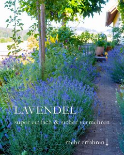 Lavendel gratis ...? Ja!

Lavendel ist in Gärtnereien die meist verkaufte Pflanze!

Dabei ist es so einfach, Lavendel zu vermehren. Ich meine nicht über Aussaat oder Stecklinge. Nein, es geht viel einfacher und hat, neben gratis Jungpflanzen zu bekommen, 3 weitere Vorteile.

Gratis Lavendel durch die Mulchmethode:

+ Lavendel schneiden und das Schnittgut klein schnibbeln.
+ Sonniges Beet vorbereiten
+ Klein geschnittenen Lavendel auf dem Beet dick verteilen
+ Einfach abwarten

++ Sämlinge erscheinen zuverlässig im kommenden Frühling

Vorteile:

+ Gratis Lavendel
+ Feuchtigkeit hält sich
+ Unkraut wird unterdrückt
+ Boden wird geschützt und beschattet
+ Gut für Würmer und andere Bodenlebewesen
+ Spielplatz bzw. Futterplatz für Amseln

+++ Schutz vor Schnecken

Im Blog: Gratis Lavendel + Lavendelrezepte für Küche und Haus + Lavendel pflegen + Video

https://www.wo-blumenbilder-wachsen.de/lavendel-gratis/

Kurzlink: https://www.insbeet.de/Lavendel-gratis

Weitere GARTENTIPPS: @mynaturetoprint folgen und diesen Post speichern. Gerne Post teilen.

#lavendel #bienen #kräuter #garten #gartentipp #gartentipps #gärtnern #gartenliebe #pflanzen #meingarten #blumen #gartenfragen #gartenwissen #kräuterliebe #blumenbeet #gartenpflanzen #blumenliebe #bienenfreundlich #blumengarten #pflanzenpflege #grünerdaumen #lavender #gartenblog #naturgarten #gartengestaltung #pflanzenliebe #gartenjahr #lebenmitblumen #gartenglück #lumixphotografie