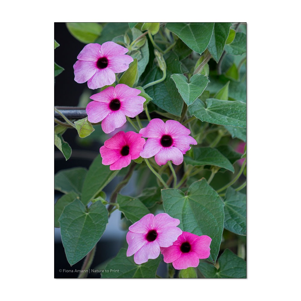 Kletterpflanze Rosa Schwarzäugige Susanne blüht überreich von Mai bis zum Frost Kletterpflanze Rosa Schwarzäugige Susanne blüht überreich von Mai bis zum Frost