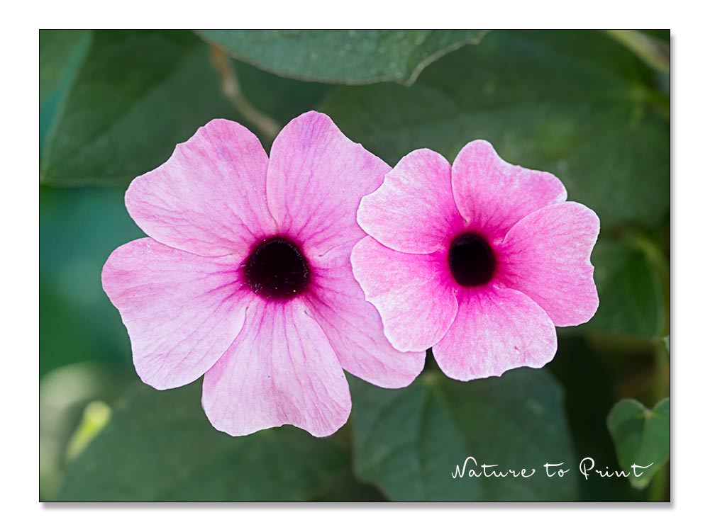 Rosa Thunbergia alata trägt sehr große pinke Blüten Rosa Thunbergia alata trägt sehr große pinke Blüten