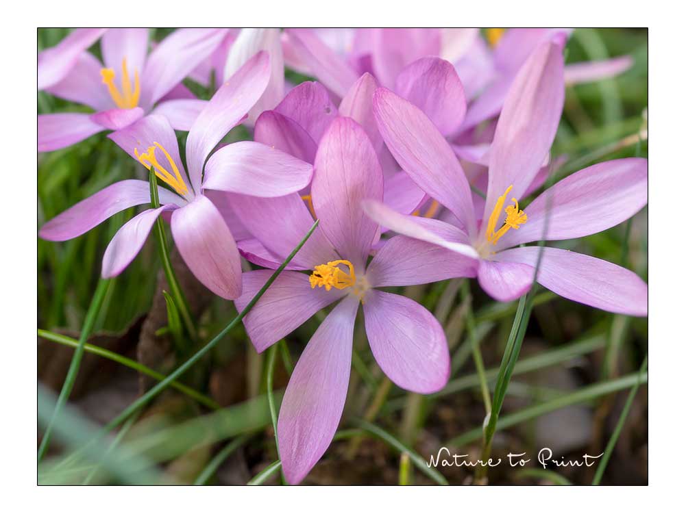 Mein Blumengarten. Blütenpracht das ganze Jahr. Krokusse