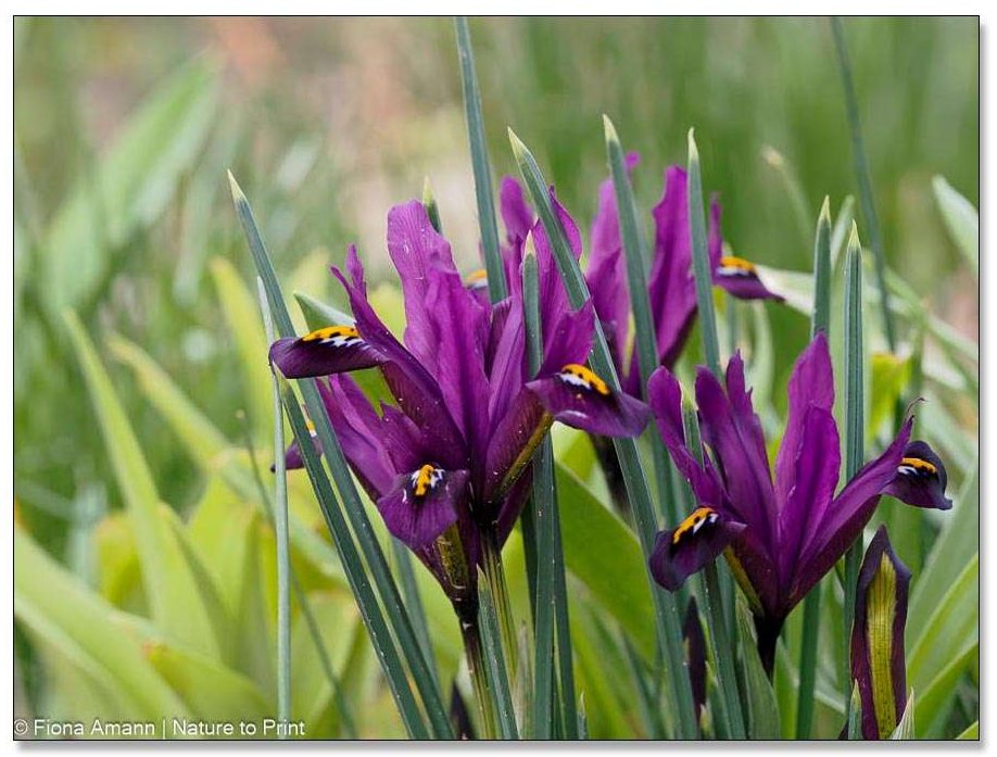 Zwerg-Iris blüht zeitig, aber nur für kurze Zeit