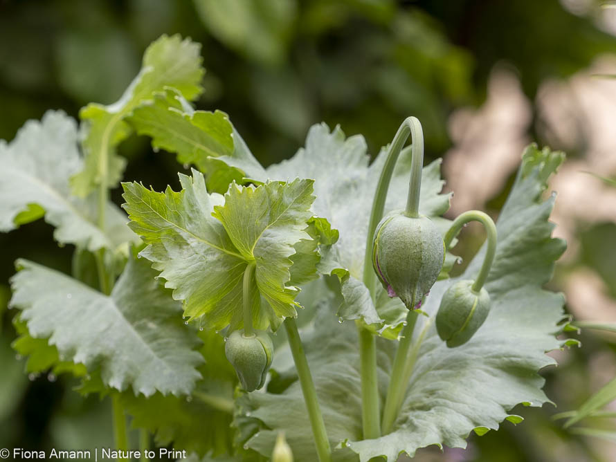 Mohn vorziehen nicht nötig.