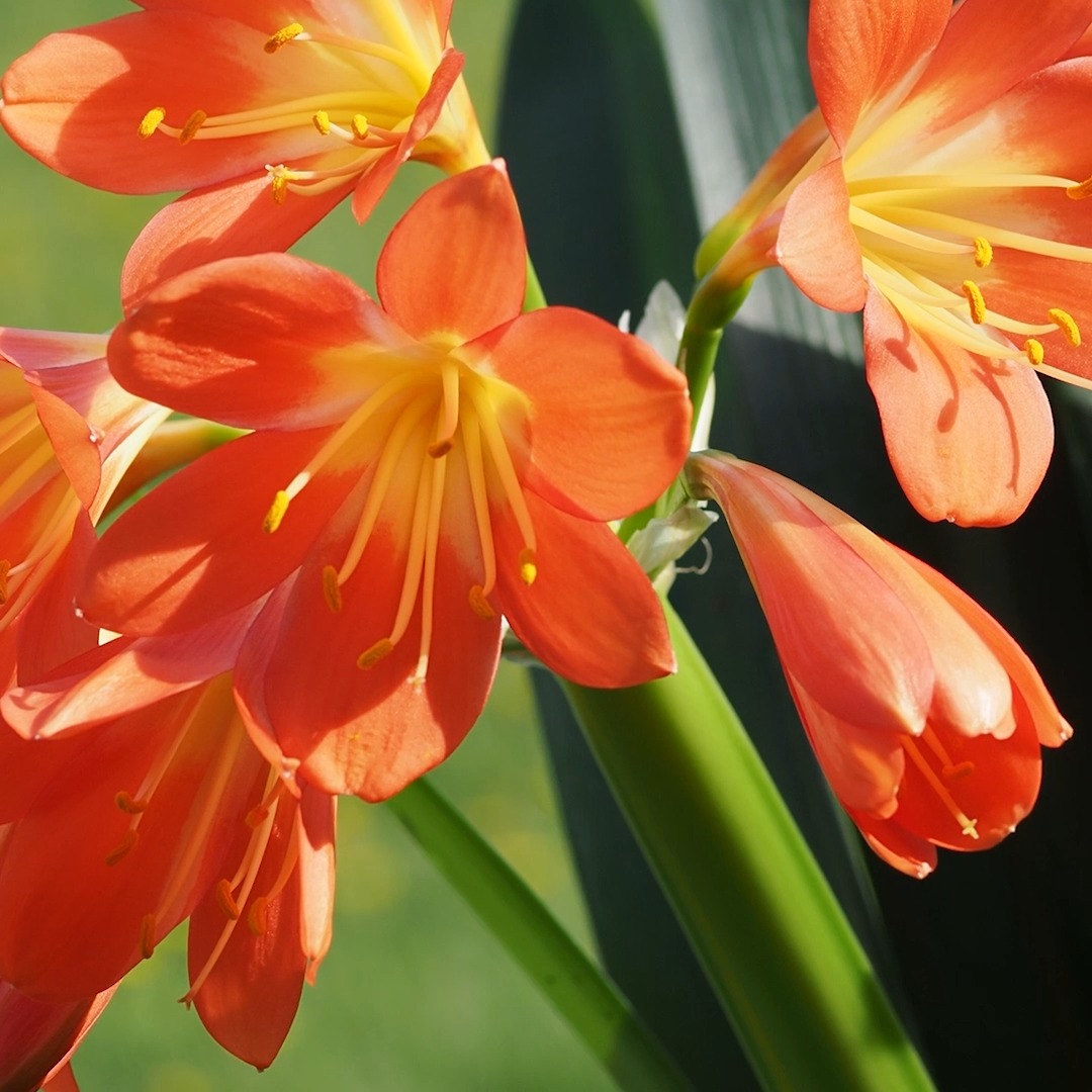 Wie Clivien jedes Jahr zum Blühen kommen

Die Clivie, Omas nostalgische Schlafzimmerpflanze, feiert ein erstaunliches Come Back - aus guten Gründen. Ihre Blüten sind phänomenal, groß, prächtig und meistens in leuchtend Orange. Es gibt aber auch gelbe und cremeweiße Sorten, wenn auch nur selten im Handel.

Je älter die Klivie, desto mehr Blütenstiele erscheinen und desto üppiger blüht sie. Klivien erleben gerade ein Comeback im Urban Jungle. Die Sache hat nur einen kleinen Haken: Viele wissen nicht, wie man die Klivie/Clivia jedes Jahr aufs Neue zum Blühen bringt. Dabei ist das kein Hexenwerk, sondern folgt nach einem einfachen Plan, bzw. Standortwechsel je nach Jahreszeit.

Meine Clivia wandert seit gut und gerne 12 Jahren zwischen Büro, Nordterrasse und Keller. Sommerfrische und Winterpause sind enorm wichtig zur Blütenbildung.

Im Blog: Clivien richtig pflegen. Darauf kommt es an.

https://www.blumenbilder.org/clivia-clivie-pflegen-blueten-jedes-jahr/

Kurz: https://www.insbeet.de/Clivie

#clivie #clivia #klivie #zimmerpflanzen #topfpflanzen #urbanjungle #urbanjunglebloggers #plantsinfocus #plantstagram #greenyourfeed #indoorjungle #plantsofinstagram #lebenmitblumen #plants #livingwithplants #greeninterior #iloveplants #plantlove #pflanzenliebe #jungalow #pflanzenfreude #houseplants #urbanbotanic #planstagram #plantscout #plantlover #weloveplants #plantaddict #instaplant