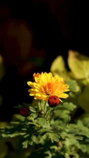 Chrysanthemen, späte Blüte, große Freude
Das Beste an Garten-Chrysanthemen ist: sie sind einfach und pflegeleicht und belohnen einen sonnigen Standort in guter Gartenerde, die gerne auch lehmig sein darf, mit wochenlanger Blütenpracht - im November!
Teilt man die Wurzelstöcke im Frühling bekommt man kostenlos viele weitere Chrysanthemen. Gleiches gilt für die Stecklingsvermehrung bis Mitte Juni. Wichtig ist der Chelsea-Schnitt im Mai. Er sorgt dafür, dass die Stauden kompakt bleiben und später nicht so leicht umfallen.
Bei größeren Chrysanthemen lohnt es sich aber auch, ein Gitter-Staudenhalter einzubauen. Es wächst in nullkommanix zu und dann sieht man im November zur Blüte tatsächlich nur noch einen einzigen prächtigen Blütenteppich.
Im Blog: Chrysanthemen machen den November zum Fest https://www.wo-blumenbilder-wachsen.de/chrysanthemen-blueten-im-november/
Kurz: https://www.insbeet.de/Chrysanthemen
#chrysanthemen #stauden #staudengarten #garten #november #video #ziergarten #blumengarten #gartengestaltung #pflanzentipps #herbstgarten #gartentipps #gartenwissen #grünerdaumen #gartenplanung #omsytemde #blumenmachenglücklich #blüten #blumen #gartenblogger #vorgarten #landhausgarten #gartenblog #gartenfragen #wirliebenpflanzen #lebenmitblumen #gartentipp