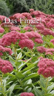 Herbstblüher. Feuriges Finale im Blumengarten
Das Blumenjahr steuert Ende August, Anfang September seinem feurigen Finale entgegen. Satte Farben Sonnengelb, feuriges Orange, Knallrot und kräftiges Pink dominieren. Dazwischen locken weiße Herbstmargeriten. Dahlien, die Königinnen des Herbstes zeigen was sie können. Mit dabei im goldenen Herbst sind:
+ Fetthenne, Sedum
+ Astern, Sternblumen
+ Bartblumen, Caryopteris
+ Dahlien, Dahlia
+ Mönchspfeffer, Vitex agnus-castus
+ Patagonisches Eisenkraut, Verbena bonariensis
+ Echter Sonnenhut, Rudbeckia
+ Sonnenauge, Heliopsis
+ Staudensonnenblume, Helianthus
+ Herbstmargeriten, Leucanthemella serotina
+ Echter Jasmin, Jasminum officinale
+ Chrysanthemen, Chrysanthemum
Im Blog: 14 beste Herbstblüher
https://www.wo-blumenbilder-wachsen.de/14-beste-herbstblueher/
Kurz: https://www.insbeet.de/Herbstblueher
#Stauden #Blumen #Pflanzen #Finale #Herbst #Blumengarten #omsystemde #Pflanzenliebe #garten #nature_lovers #blüten #herbst #herbstblumen #staudengarten