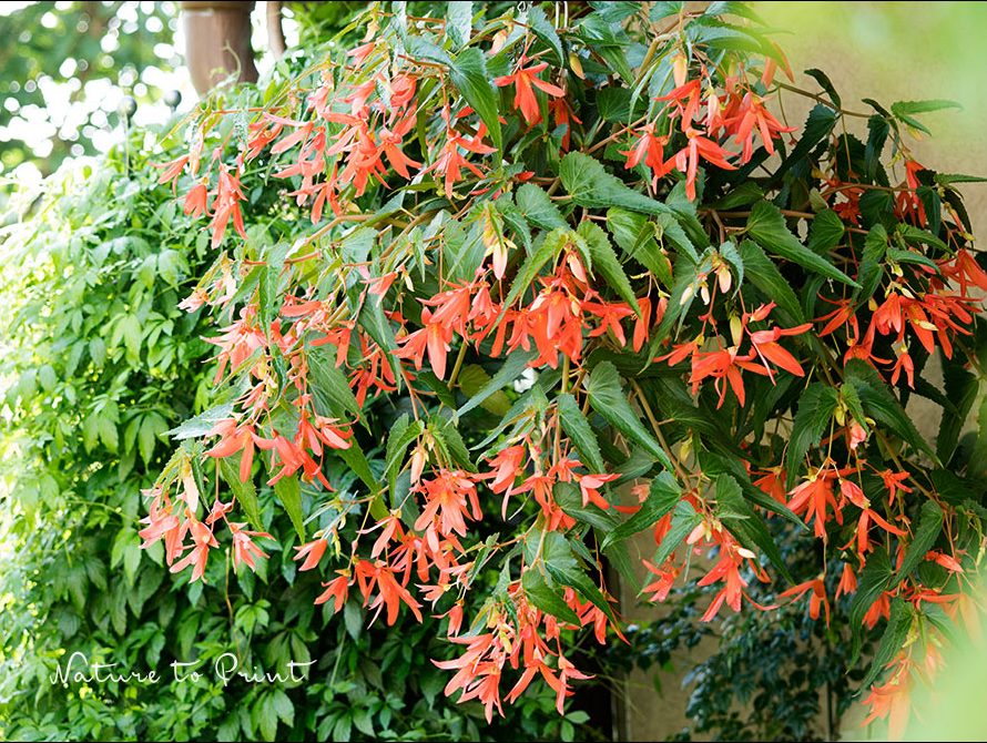 Bauernbegonie in einem großen Hanging Basket Bauernbegonie in einem großen Hanging Basket
