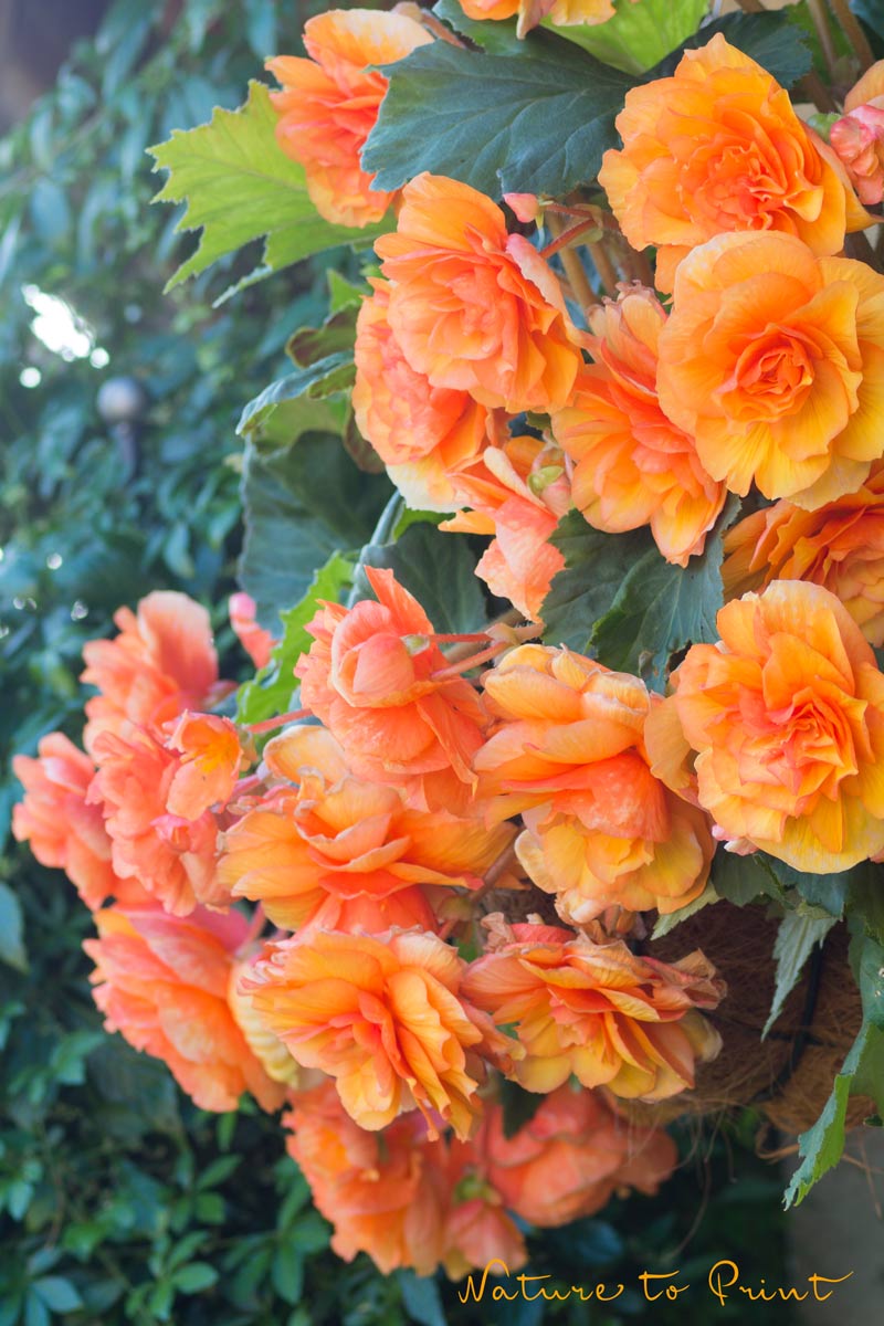 Klassische hängende Knollenbegonie mit gefüllten Blüten Klassische hängende Knollenbegonie mit gefüllten, orangen Blüten