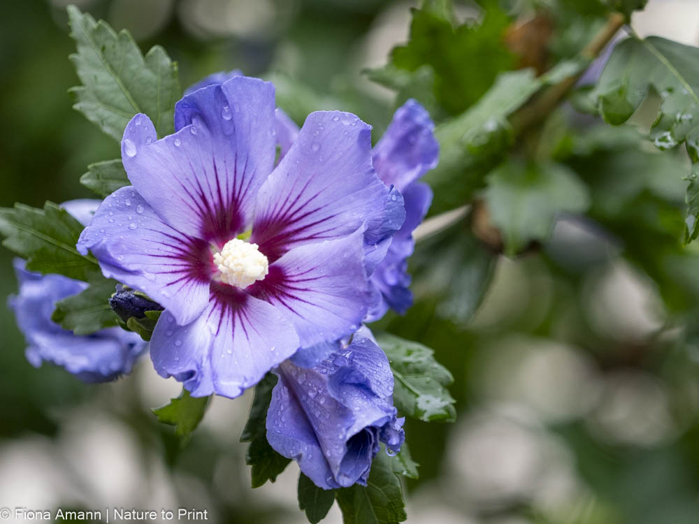 Hibiskus, robustes und schönes Ziergehölz Bienenfreundliche Pflanzen, Blumenbild, Blumengarten Winterharter Hibiskus Blue Bird