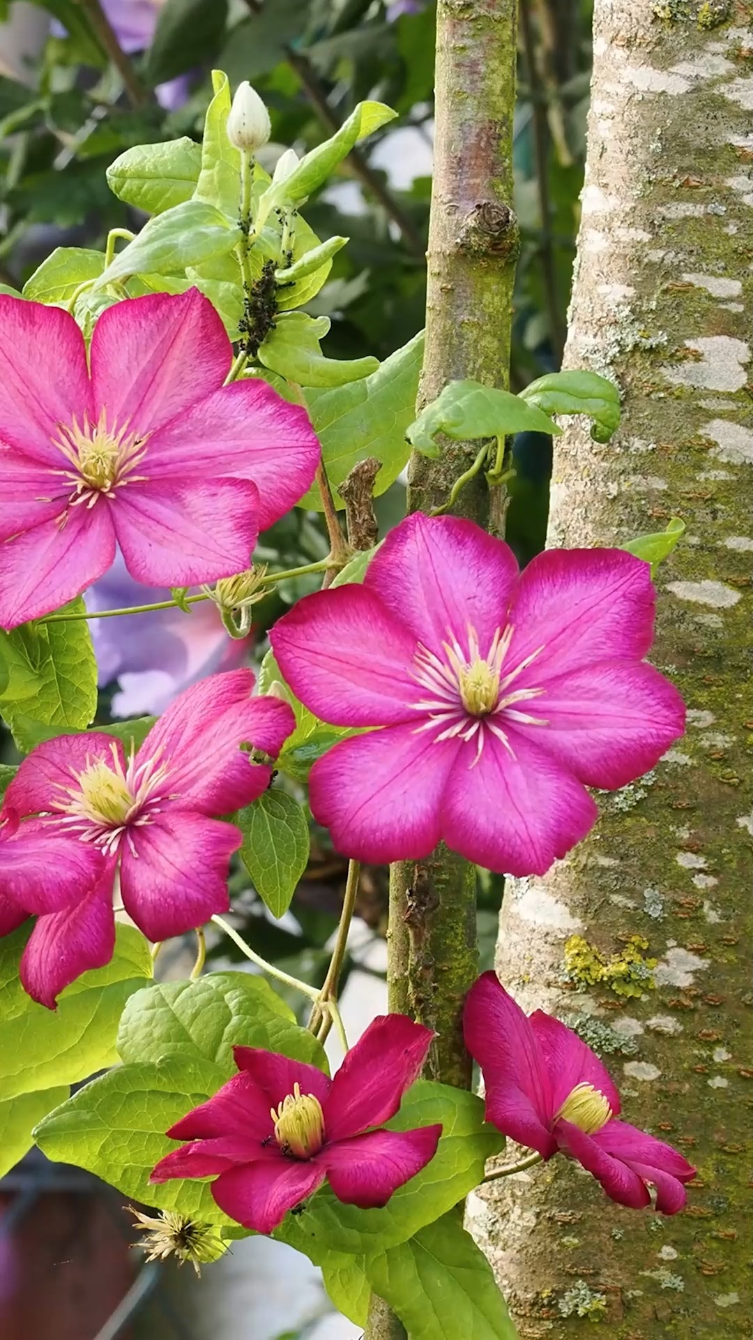 Der Blumengarten im Oktober. Was liegt an?
Zwischen Regen, Sturm und Sonnenschein ist genug Zeit für den Garten. Das alles und noch mehr liegt im Oktober an:
+ Dahlien raus, Tulpen rein
+ Stauden teilen, verschenken oder versetzen
+ Patentkali / Herbstdünger für Rasen, Rosen und Gehölze
+ Laufend Blätter von der Wiese fegen
+ Neue Stauden oder Gehölze pflanzen
+ Viele Zwiebelblumen setzen
+ Wurzelnackte Rosen pflanzen
+ Rosen versetzen
+ Kübel- und Balkonpflanzen ins Winterquartier wuchten
+ Dickmaulrüssler bekämpfen
Diese und weitere Gartentipps für den Blumengarten im Oktober
https://www.wo-blumenbilder-wachsen.de/blumengarten-im-oktober/
Kurz: https://www.insbeet.de/Oktober
#blumengarten #winterfest #gartentipps #gartenwissen #staudengarten #rosen #herbst #gartenarbeit #stauden #herbstgarten #gärtnern #gartentipp #ziergarten #gartenliebe #pflanzenliebe #pflanzen #pflanzenpflege #lebenmitblumen #blumenzwiebeln #dahlien #meingarten #grünerdaumen #garten #gartenblogger #gartenparadies #gartenfragen #gartenblog #landhausgarten