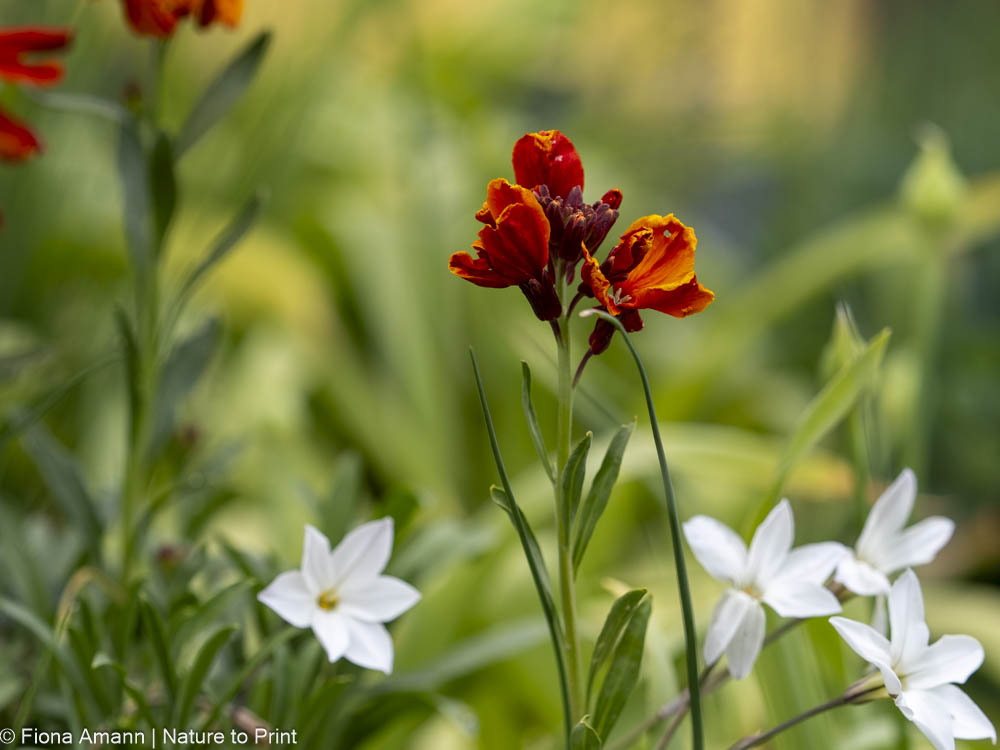 Goldlacke blüht zusammen mit Frühlingsstern und Tulpen