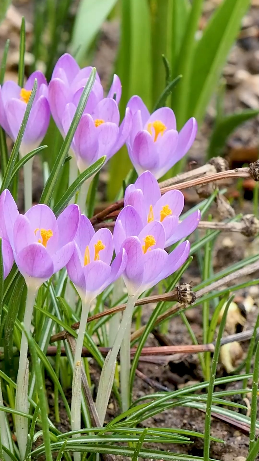 Geliebte Krokusse. Tipps zum Pflanzen, Verwildern und Vermehren
Jeder Garten braucht Krokusse, je mehr, desto besser. Warum? Weil kleine botanische Krokusse bereits ab Februar blühen und damit wertvolle Futterquellen für Bienen und Hummeln sind.
Einmal gepflanzt können Krokusse für Jahre im Boden bleiben und dort verwildern. Dazu muss man die Knollen nur in Ruhe lassen:
# Blätter dranlassen, bis sie von alleine welken.
# Sonniger Standort
# Sandiger, durchlässiger Boden ohne Staunässe
# Krokusse haben Knollen, keine Zwiebeln.
# Krokusse sind giftig, insbesondere für Tiere. Also nur anschauen, nicht essen! Und auch keine Meerschweinchen, Katzen, Hunde oder Pferde mit Krokussen füttern.
# Krokusse machen Freude, vertreiben Winterblues, und schüren Hoffnung auf das baldige Ende des Winters.
Jetzt im Herbst ist Pflanzzeit für Krokusse
Erfahren Sie mehr im Blog:
Krokusse, bunt, bienenfreundlich, liebenswert.
https://www.wo-blumenbilder-wachsen.de/krokusse-krokus
Kurz: https://www.insbeet.de/krokusse
#krokus #frühlingszauber #Frühlingsboten #frühlingsblumen #garten #gartentipps #gartenwissen #naturgarten #gartenliebe #gartengestaltung #frühlingserwachen #blumenliebe #omsystemde #meingarten #Frühling #Herbst #bienen #hummeln #wildbienen #blumengarten #rettetdiebienen #gartenblogger #gartensaison #gartenblog #pflanzenliebe #lebenmitblumen #blumenmachenglücklich #giftpflanzen