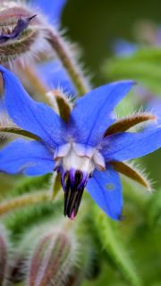 BORRETSCH, Würzkraut, Heilkraut mit essbaren Blüten
Alle lieben Borretsch. Bienen, Hummeln und Schmetterlinge fliegen an, sobald sich die schönen blauen Blüten öffnen. Doch auch die Gärtnerin kann über Borretsch nur staunen. Warum? Einmal im Garten taucht es überall von alleine wieder auf. Es macht sich ungefragt breit, überlagert auch mal schwächere Pflanzen, die sich nicht gegen so viel Übermut wehren können. Aber Borretsch blüht und blüht von Frühsommer bis zum späten Herbst.
Falls sich doch einmal zu viel Borretsch breit machen sollte: Einfach rausreißen und die jungen Blätter aufessen. Das Kraut riecht und schmeckt nach Gurken und passt klein gehakt perfekt zu Salat, in Dips, Kräuterbutter oder Quark. Die essbaren Blüten zieren Salate obendrein.
In diesem Sinn: Ein Hoch auf den Borretsch.
Im Blog: Borretsch, pflegeleichter Selbstläufer im Naturgarten
https://www.wo-blumenbilder-wachsen.de/borretsch-bienenweide-pflegeleicht/
Kurz: https://www.insbeet.de/Borretsch
#kräuter #kräuterwissen #heilkräuter #heilpflanzen #kräuterkunde #kräuterliebe #gartenwissen #pflanzenliebe #gartentipps #pflanze #naturgarten #wildkräuter #pflanzen #heilpflanze #pflanzenwissen #pflanzenpower #pflanzenpflege #gärtnern #biogarten #gartentipp #gartenfragen #grünerdaumen #gartenblog #selbstversorger #naturapotheke #blüten #bienenfreundlich #bienenweide #naturheilkunde #omsystemde