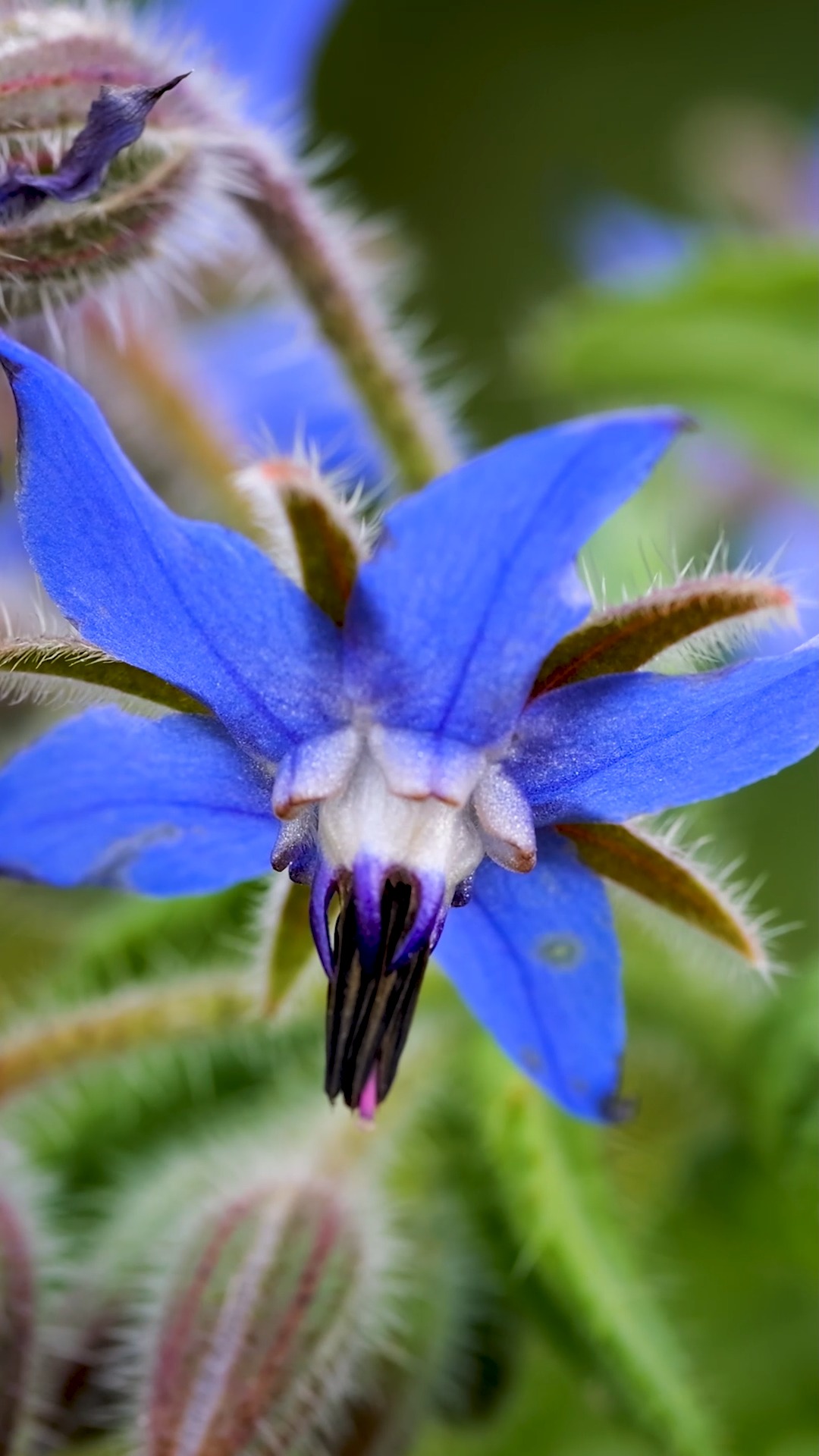BORRETSCH, Würzkraut, Heilkraut mit essbaren Blüten

Alle lieben Borretsch. Bienen, Hummeln und Schmetterlinge fliegen an, sobald sich die schönen blauen Blüten öffnen. Doch auch die Gärtnerin kann über Borretsch nur staunen. Warum? Einmal im Garten taucht es überall von alleine wieder auf. Es macht sich ungefragt breit, überlagert auch mal schwächere Pflanzen, die sich nicht gegen so viel Übermut wehren können. Aber Borretsch blüht und blüht von Frühsommer bis zum späten Herbst.

Falls sich doch einmal zu viel Borretsch breit machen sollte: Einfach rausreißen und die jungen Blätter aufessen. Das Kraut riecht und schmeckt nach Gurken und passt klein gehakt perfekt zu Salat, in Dips, Kräuterbutter oder Quark. Die essbaren Blüten zieren Salate obendrein.

In diesem Sinn: Ein Hoch auf den Borretsch.

Im Blog: Borretsch, pflegeleichter Selbstläufer im Naturgarten 
https://www.wo-blumenbilder-wachsen.de/borretsch-bienenweide-pflegeleicht/

Kurz: https://www.insbeet.de/Borretsch

#kräuter #kräuterwissen #heilkräuter #heilpflanzen #kräuterkunde #kräuterliebe #gartenwissen #pflanzenliebe #gartentipps #pflanze #naturgarten #wildkräuter #pflanzen #heilpflanze #pflanzenwissen #pflanzenpower #pflanzenpflege #gärtnern #biogarten #gartentipp #gartenfragen #grünerdaumen #gartenblog #selbstversorger #naturapotheke #blüten #bienenfreundlich #bienenweide #naturheilkunde #omsystemde