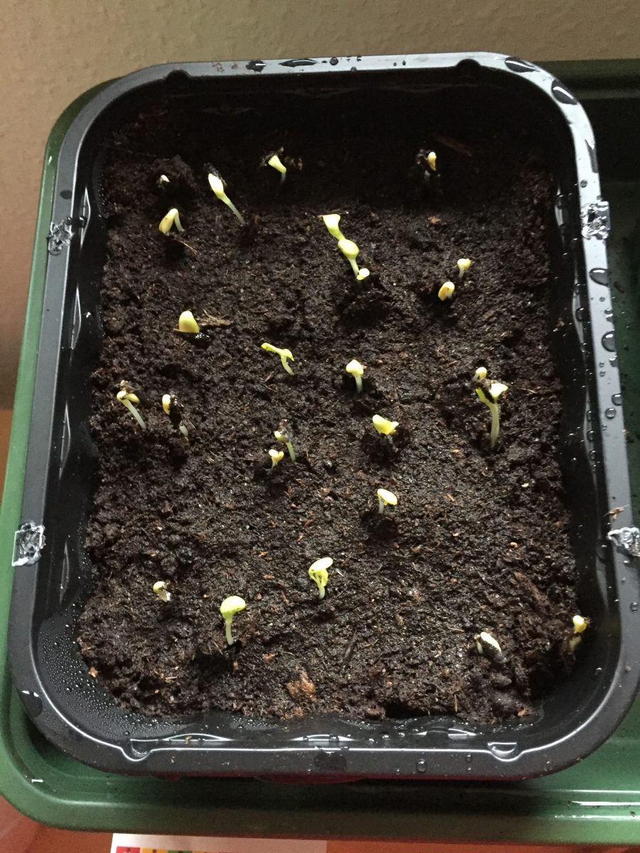 Colarette-Dahlien, frisch gekeimt im beheizten Zimmergewächshaus