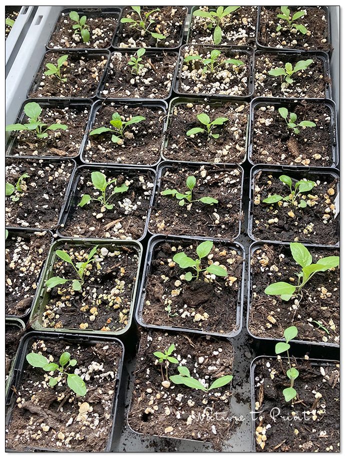 Jungpflanzen wachsen gesund und bleiben kompakt im kleinen Gewächshaus