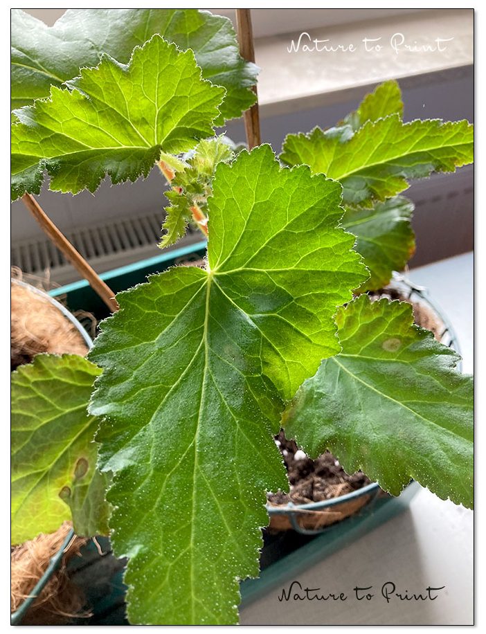 Knollenbegonien haben eine lange Entwicklungszeit