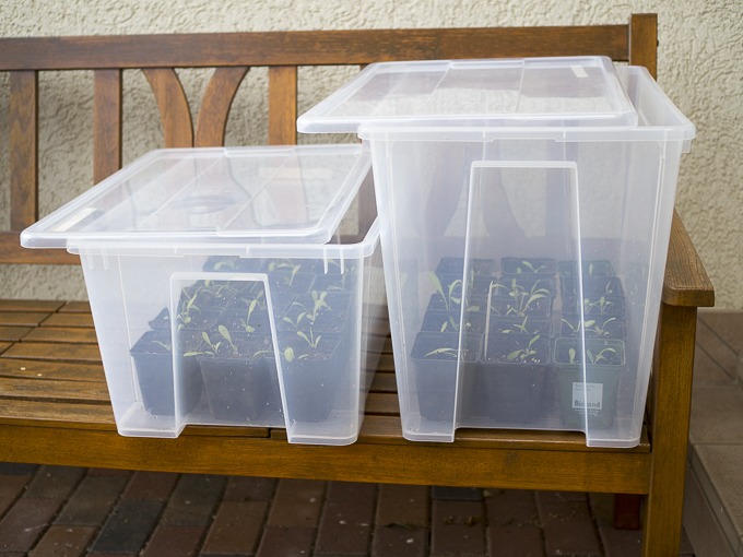 Mini-Gewächshaus. Aufbewahrungskiste mit Deckel 