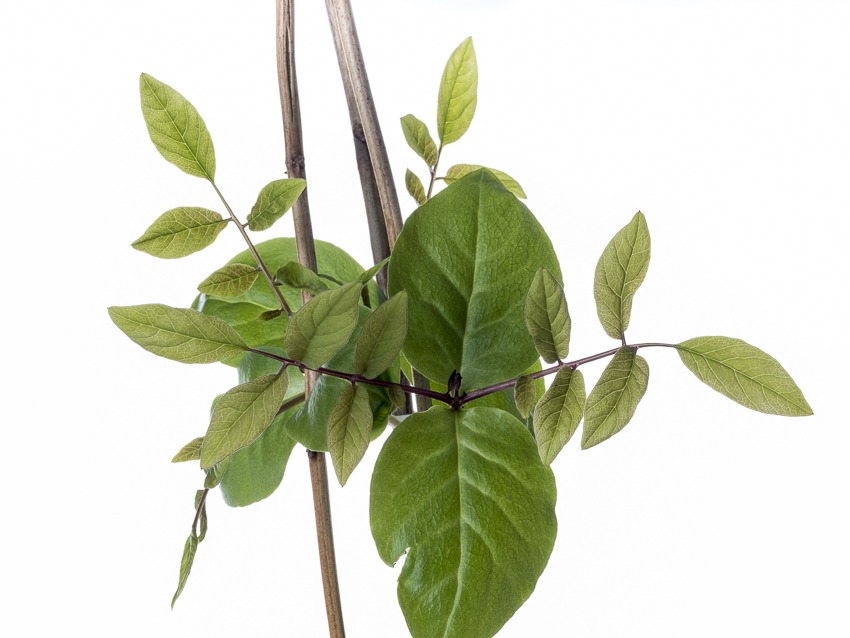 Jungpflanze Glockenrebe gedeiht nur mit viel Licht - schon im Februar