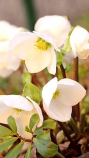 Christrosen, Winterblüher mit Zauberkraft
Christrosen, Helleborus niger sind robuste, heimische Stauden, die jahrelang am selben Standort bleiben können – und auch sollten. Sie blühen von Jahr zu Jahr üppiger. Manche Sorten begeistern schon ab Ende Oktober durch schneeweiße Blüten. Die Blütezeit erstreckt sich über mehrere Wochen.
Christrosen sind Cousinen der Lenzrosen, Helleborus orientalis. Diese blühen etwas später in vielen Farben von Weinrot über Rosa, Gelb, Weiß oder mehrfarbig gesprenkelt.
+ Alle Helleborus sind bienenfreundlich.
+ Helleborus sind in allen Teilen giftig.
Standort: schattig bis halbschattig, ohne pralle Mittagssonne im Sommer. Ein Platz zu Füßen von Laubgehölzen ist perfekt.
Boden: nährstoffreich, kalkhaltig, ohne Staunässe
Wissenswertes über Christ- und Lenzrosen, ihre Pflege und Pflanzpartner im Blog:
https://www.wo-blumenbilder-wachsen.de/lenzrosen-mythen-maerchen-pflege/
Kurz: https://www.insbeet.de/Lenzrosen
#Christrose #staudengarten #zauberpflanzen #giftpflanzen #heilpflanzenwissen #heilpflanzen #natur #Garten #omsystemde #Gartenvideo