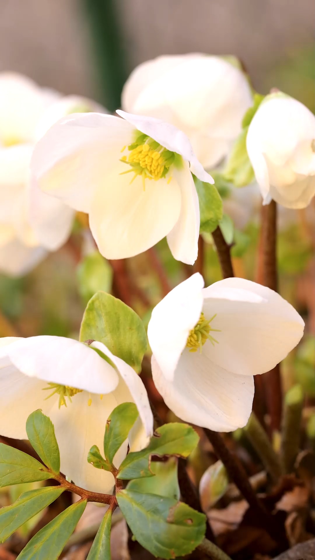 Christrosen, Winterblüher mit Zauberkraft

Christrosen, Helleborus niger sind robuste, heimische Stauden, die jahrelang am selben Standort bleiben können – und auch sollten. Sie blühen von Jahr zu Jahr üppiger. Manche Sorten begeistern schon ab Ende Oktober durch schneeweiße Blüten. Die Blütezeit erstreckt sich über mehrere Wochen.
Christrosen sind Cousinen der Lenzrosen, Helleborus orientalis. Diese blühen etwas später in vielen Farben von Weinrot über Rosa, Gelb, Weiß oder mehrfarbig gesprenkelt.
+ Alle Helleborus sind bienenfreundlich.
+ Helleborus sind in allen Teilen giftig.
Standort: schattig bis halbschattig, ohne pralle Mittagssonne im Sommer. Ein Platz zu Füßen von Laubgehölzen ist perfekt.
Boden: nährstoffreich, kalkhaltig, ohne Staunässe
Wissenswertes über Christ- und Lenzrosen, ihre Pflege und Pflanzpartner im Blog:
https://www.wo-blumenbilder-wachsen.de/lenzrosen-mythen-maerchen-pflege/
Kurz: https://www.insbeet.de/Lenzrosen

#Christrose #staudengarten #zauberpflanzen #giftpflanzen #heilpflanzenwissen #heilpflanzen #natur #Garten #omsystemde #Gartenvideo