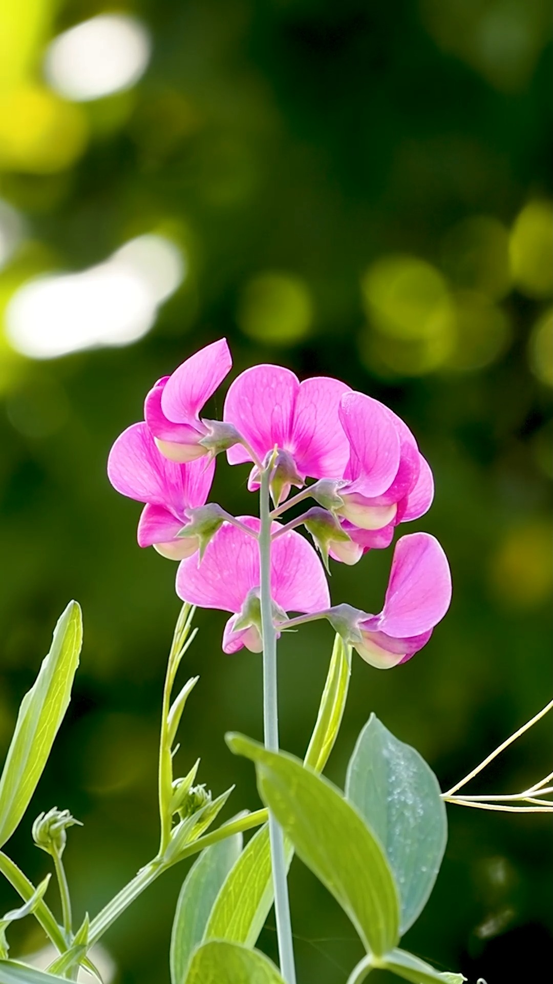 Jetzt Staudenwicken säen. Freude an romantischen Blüten.

Über Wicken nur Gutes. Das gilt für einjährige Wicken und erst recht für mehrjährige Staudenwicken (Lathyrus latifolius). Sie begrünen Zäune und Kletterhilfen und toppen das Ganze mit ungeheuer hübschen Blüten. Das Beste: Mit Wicken können Sie praktisch täglich aufs Neue kleine Vasen füllen und bringen so sommerliche Leichtigkeit überall hin.

Die Aussaat der Staudenwicken und ihre anschließende Pflege gelingt einfach. Aber den ein oder anderen Kniff sollten Sie besser vorab kennen. Insbesondere was anfängliches Umfallen, Platzbedarf und Wüchsigkeit angeht. Junge Staudenwicken pflegen bisweilen merkwürdige Neurosen.

Im Blog: Staudenwicken. Romantischer Look, einfache Pflege
https://www.mein-blumenbild-des-tages.de/staudenwicken/

Kurz: https://www.insbeet.de/Staudenwicken

#wicken #stauden #sweetpea #garten #kletterpflanze #perennials #pflanzenliebe #plantstagram #pflanzenliebe #aussaat #gärtnern #lebenmitblumen #schnittblumen #blumengarten #blumen #garten #gartengestaltung #mygarden #meinschönergarten #pflanzenfreude #flowergram #romantisch #gartenwissen #gartentipps #omsystemde