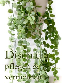 Zimmerpflanze Dischidia pflegen & vermehren

Dischidia, die Urnenpflanze ist überaus attraktiv. Sie kann klettern oder lässt einfach ihre Ranken fallen. 

Standort: Viel Licht aber keine direkte Sonne.
Pflege: Gießen mit Regenwasser oder abgestandenem Wasser.
Substrat: Locker, durchlässig, gerne Kakteenerde, Tongranulat oder Lechuza Pon 
Vermehrung: Bewurzelte Kindl wachsen am laufenden Band.

Im Blog: Dischidia pflegen & vermehren Schritt für Schritt
https://www.blumenbilder.org/dischidia-pflegen-vermehren/

http://www.insbeet.de/Dischidia

#dischidia #kletterpflanze #ampelpflanze #urbanjungle #livingwithplants #plantstagram #plantscout #indoorjungle #greeninterior #plantlovers #plantsplantsplants #hangingplants #plantinterior #jungalow #greenplants #topfpflanze #pottedplants #urbanjunglebloggers #verticalgarden #plants #pflanzenliebe #iloveplants #zimmerpflanzen #lebenmitblumen #blumen #succulents #indoorgarden #zimmergarten #indoorplants #pflanzen