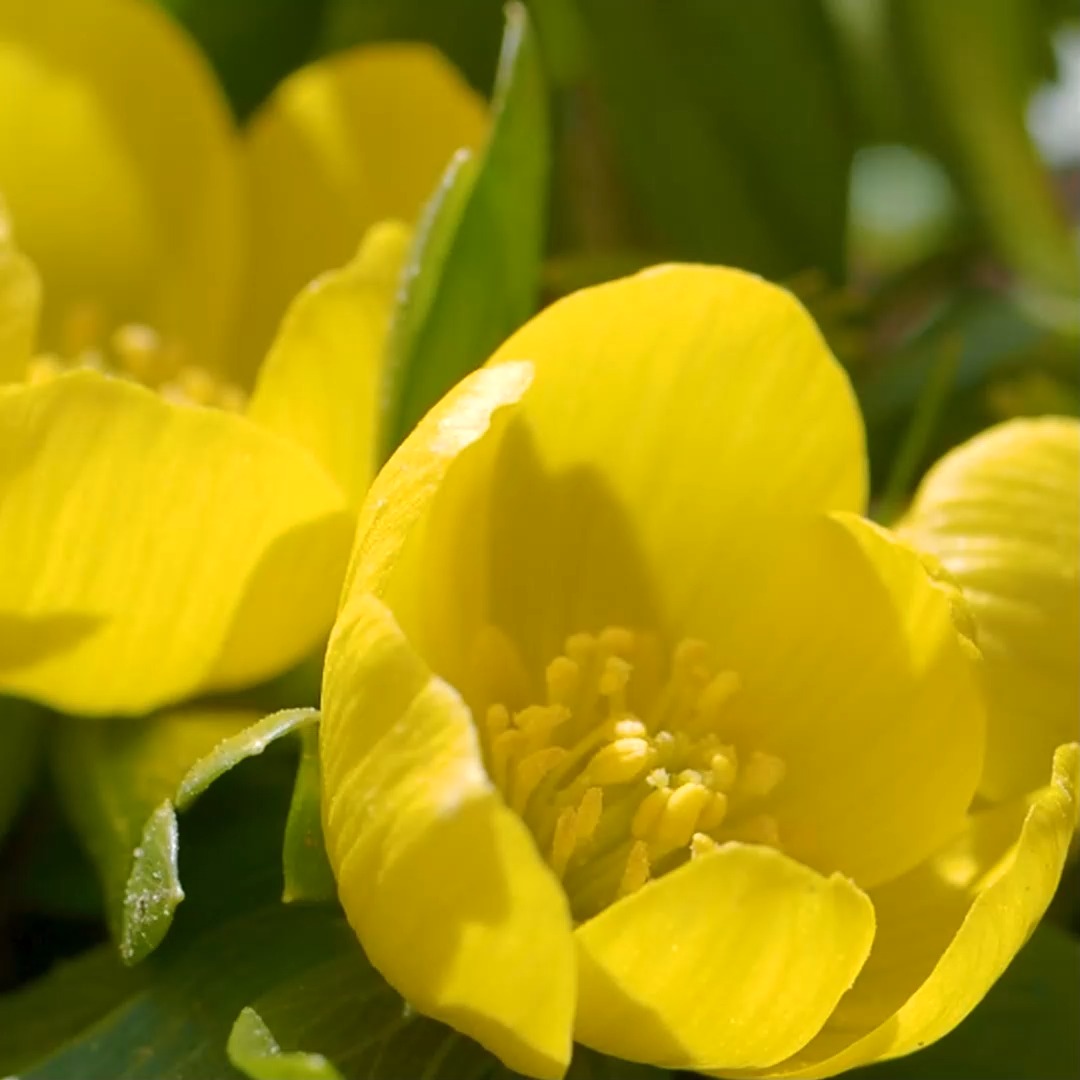 Winterlinge sind wieder da! 

Winterlinge muss man einfach lieben. Sie bringen Farbe in den Winter und blühen zu einer Zeit, in der die meisten Frühblüher noch tief und fest schlafen. Sie nutzen nach der Schneeschmelze die ersten Plusgrade und recken ihre kugelrunden Blüten zwei Zentimeter in die Höhe. Sie sind winzig, aber nicht zu übersehen. Konkurrenzlos im Naturgarten. Und für Bienen und Hummeln eine höchst willkommene Pollen- und Nektarquelle.

Wie kommen Winterlinge in den Garten?

Mit viel Geduld und Pflanzenwissen. Denn, so klein und naturverbunden Winterlinge auch sind, so haben sie doch gewisse Ansprüche an Boden und Standort. So mancher Gärtner hat schon hunderte Knollen gesetzt und nur zwei Pflanzen blühend gesehen. Warum ist das so und wie geht es besser?

Antworten auf diese und weitere Fragen im Blog:

Geliebte Winterlinge. Niedlich, nützlich, absolut liebenswert
https://www.wo-blumenbilder-wachsen.de/winterlinge-pflanzen-vermehren/

#pflanzzeit #gartenblumen #pflanzenfreunde #frühlingsboten #blumenliebe #gartentipps #krokus #staudenbeet #frühlingszauber #gartenglück #pflanzenwelt #pflanzenfreude #frühlingsblumen #naturgarten #gärtnern #bienen #gartenpflanzen #blumengarten #meingarten #blumenmachenglücklich #ziergarten #gartenwissen #gartenfragen #grünerdaumen #blumenfotografie #gartengestaltung #landhausgarten #naturimgarten #gartenblogger #blumenbeet