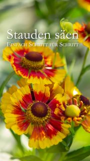 Stauden säen ist so einfach wie Sommerblumen säen

Stauden säen lohnt sich wenn das Budget klein ist, aber viele Pflanzen gewünscht sind. Kleiner Aufwand für die richtig große Show im Garten

Im Blog: Stauden säen in 10 Schritten einfach erklärt

https://www.wo-blumenbilder-wachsen.de/stauden-saen-in-10-schritten/
Kurz: https://www.insbeet.de/Stauden_Aussaat