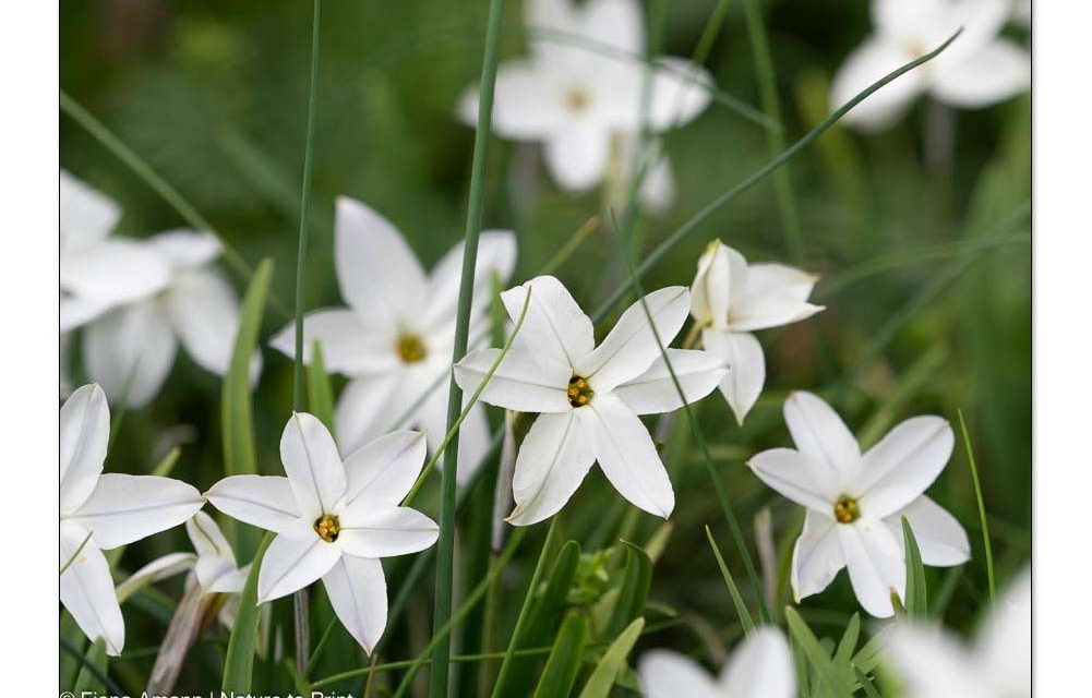 24 Frühblüher. So wächst Frühling
