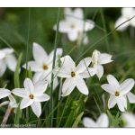 24 Frühblüher. So wächst Frühling