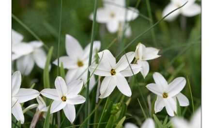 24 Frühblüher. So wächst Frühling