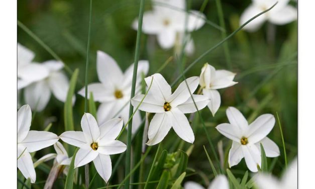 24 Frühblüher. So wächst Frühling