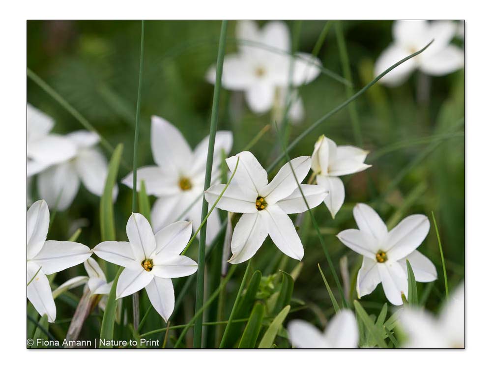 Frühblüher Frühlingsstern, Ipheion, liebenswerte Zwiebelblume mit Seltenheitswert