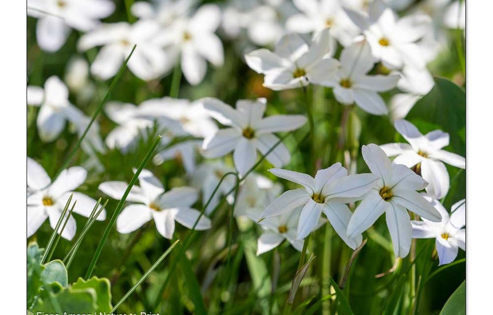 Frühblüher beeindruckende Wunder der Natuer
