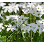 Frühblüher beeindruckende Wunder der Natuer